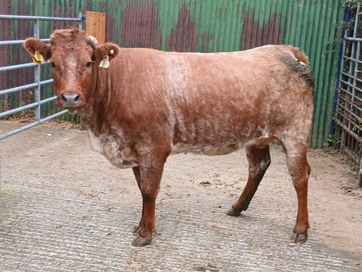SUPER RONE HEIFER 5 🌟🌟🌟🌟🌟 IN CALF - Image 3