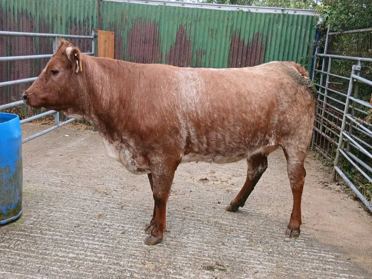 SUPER RONE HEIFER 5 🌟🌟🌟🌟🌟 IN CALF - Image 4