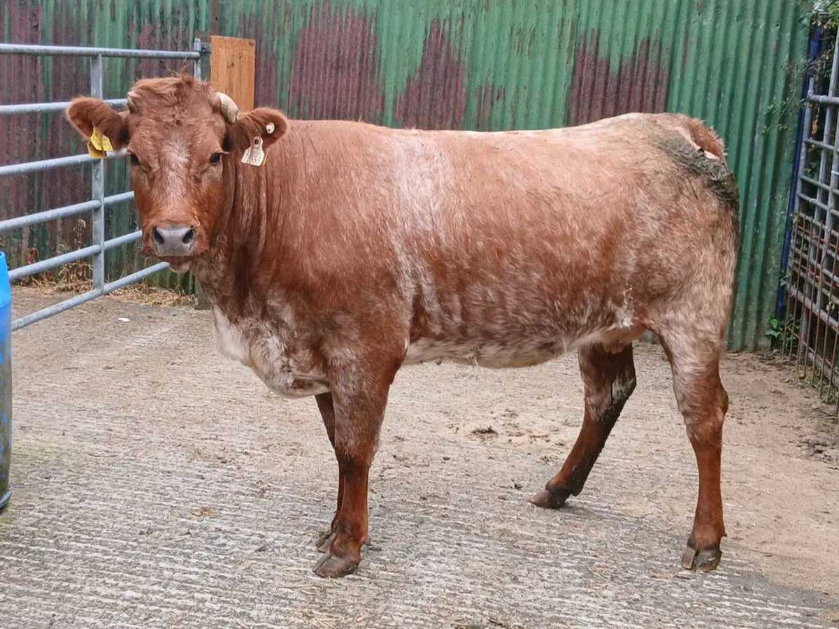SUPER RONE HEIFER 5 🌟🌟🌟🌟🌟 IN CALF - Image 1