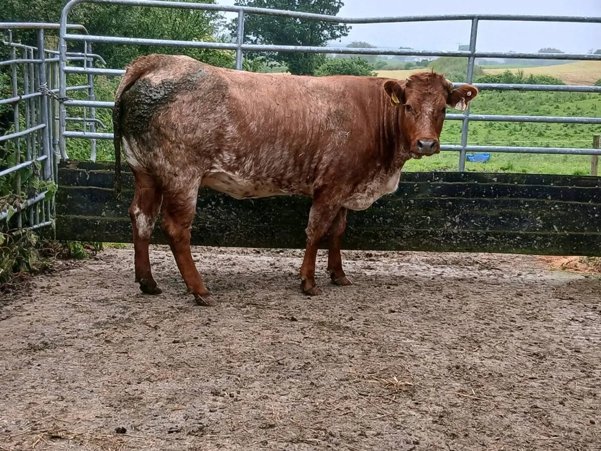 SUPER RONE HEIFER 5 🌟🌟🌟🌟🌟 IN CALF - Image 2