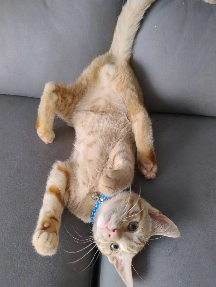 Kitten - Image 1