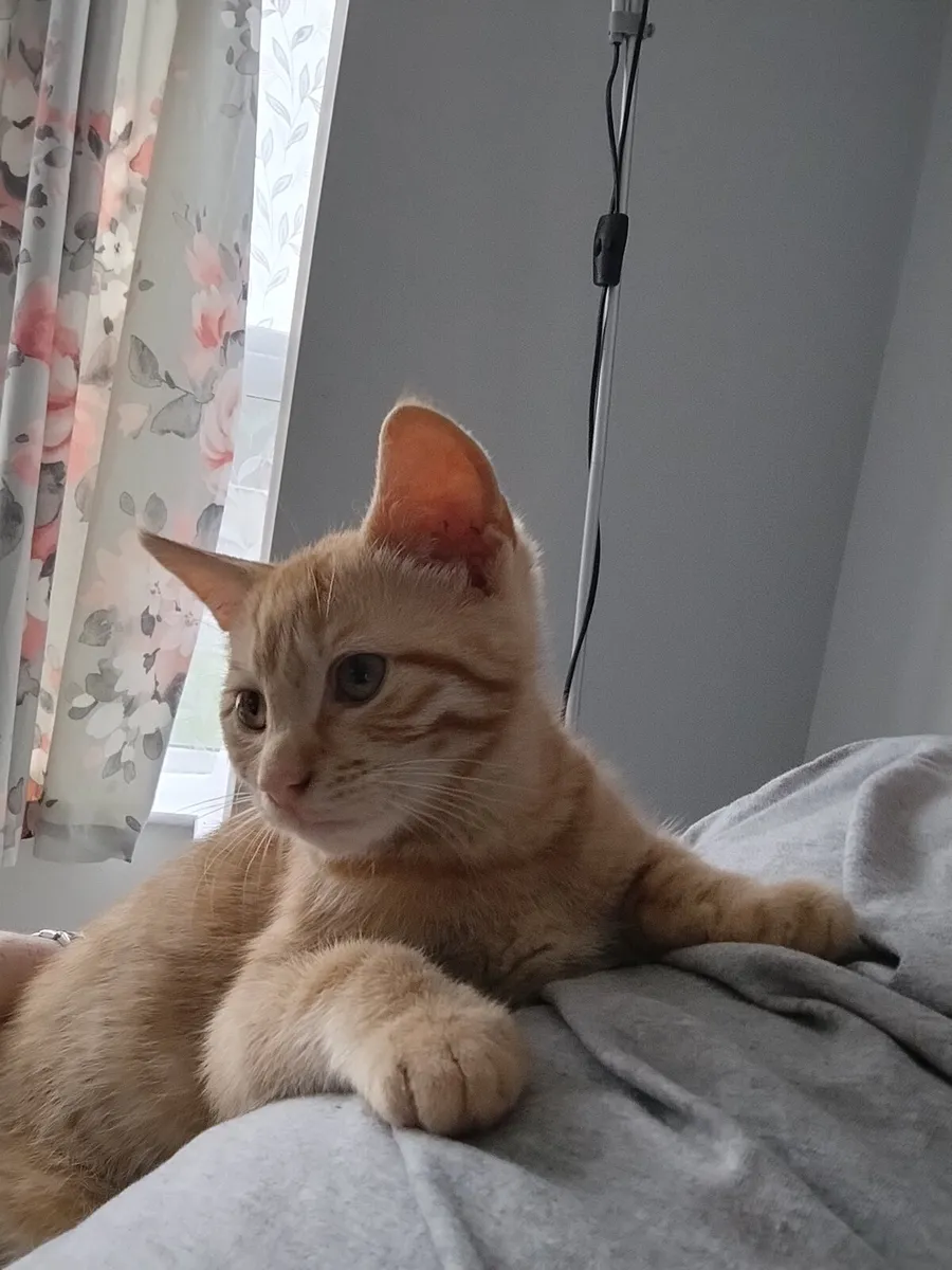 Kitten - Image 2