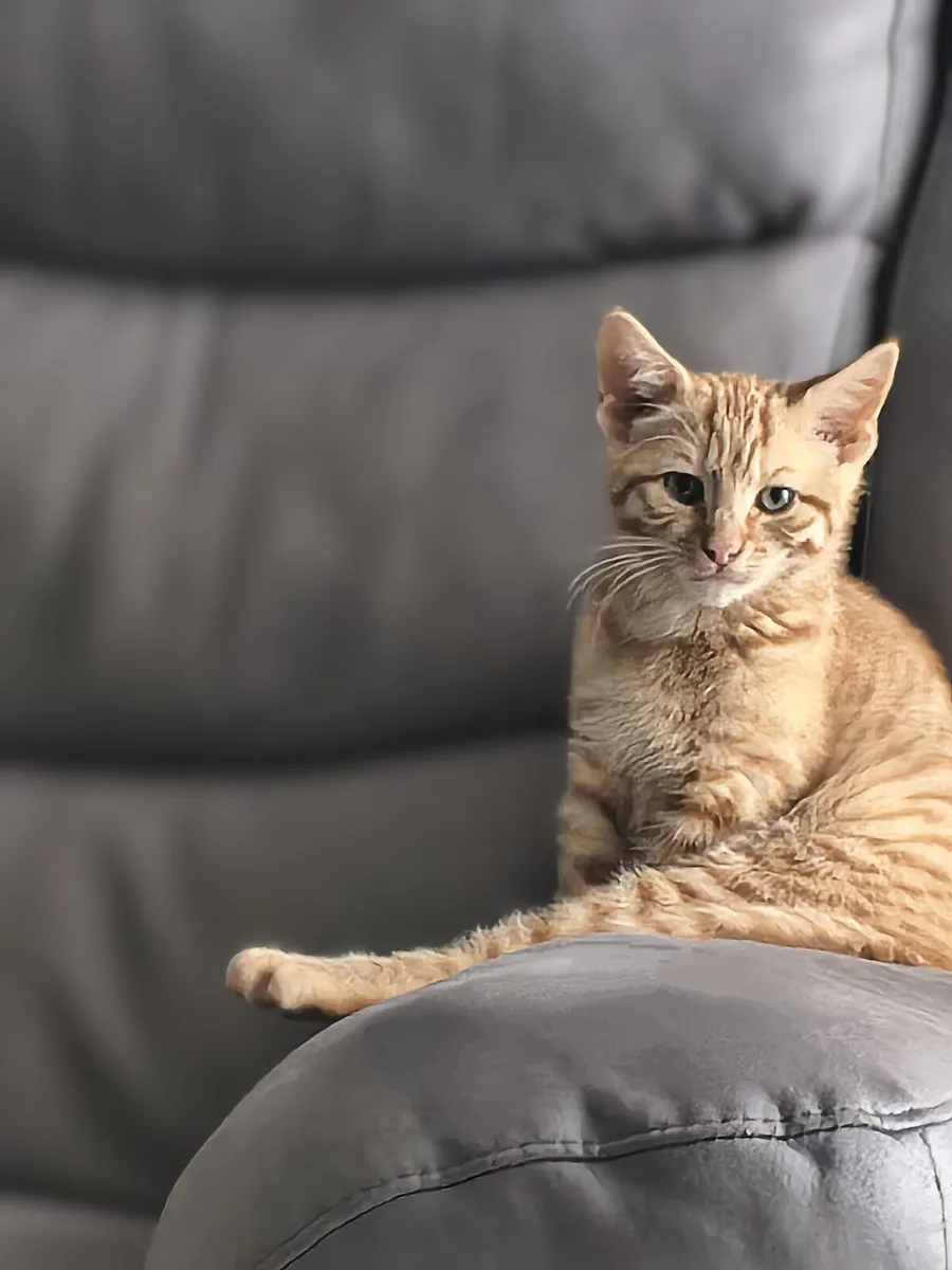 Kitten - Image 3