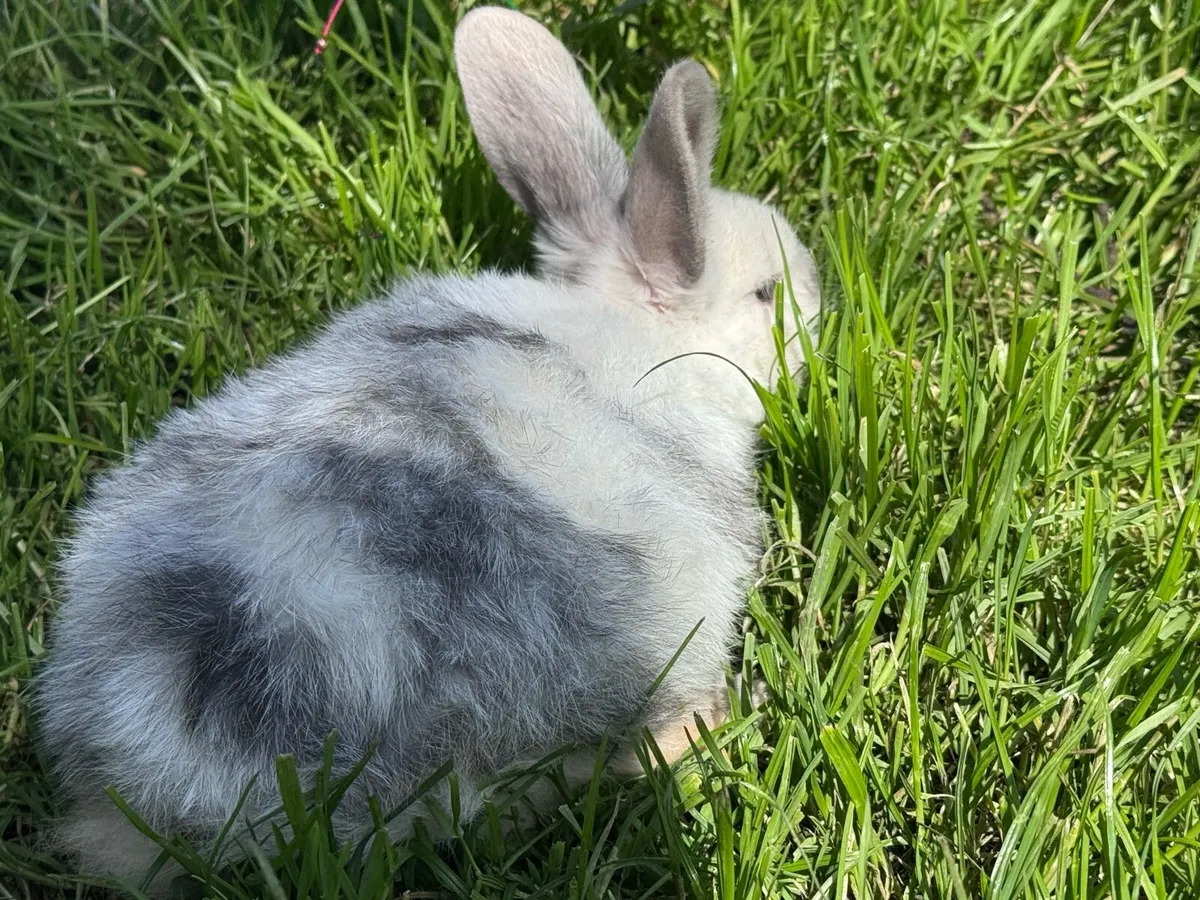 Baby rabbits - Image 3