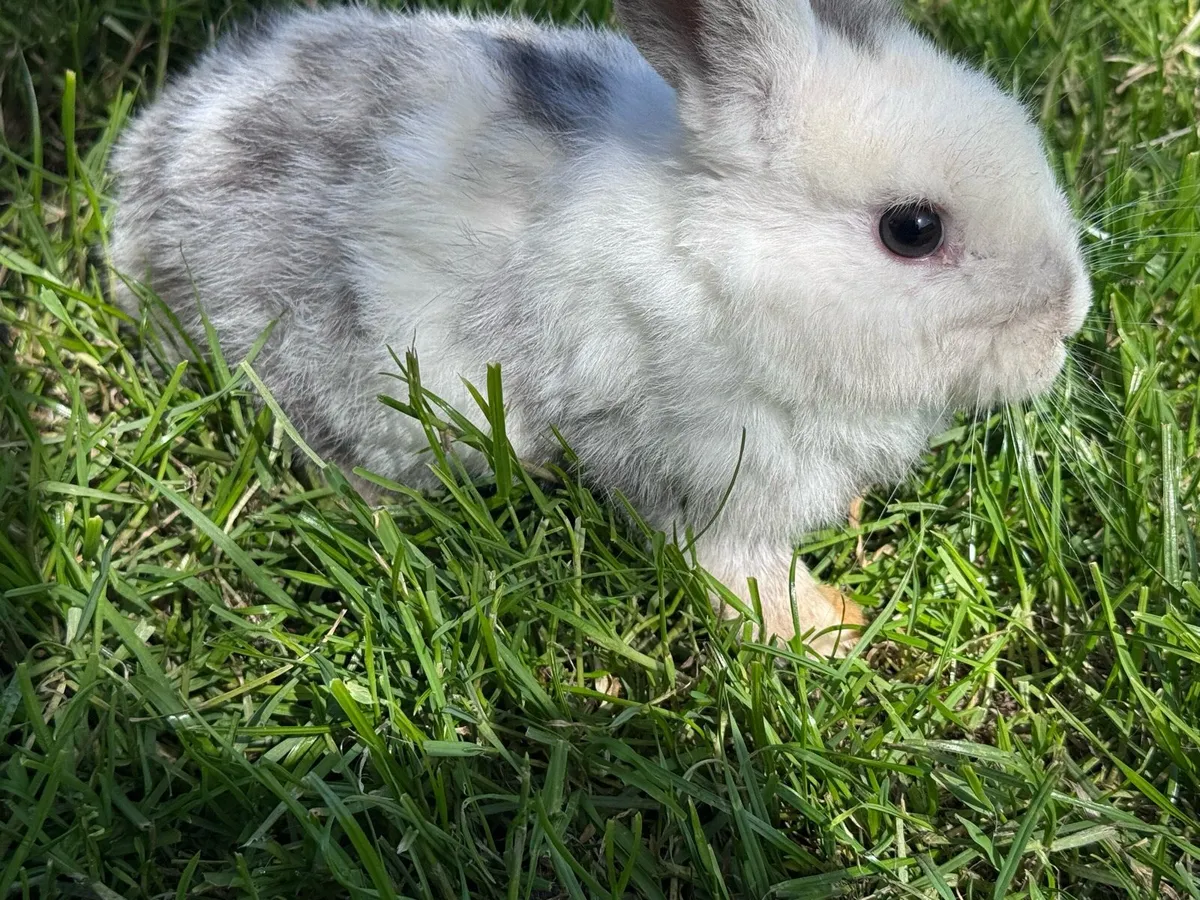 Baby rabbits - Image 1