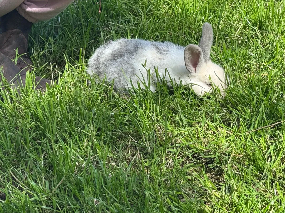 Baby rabbits - Image 2