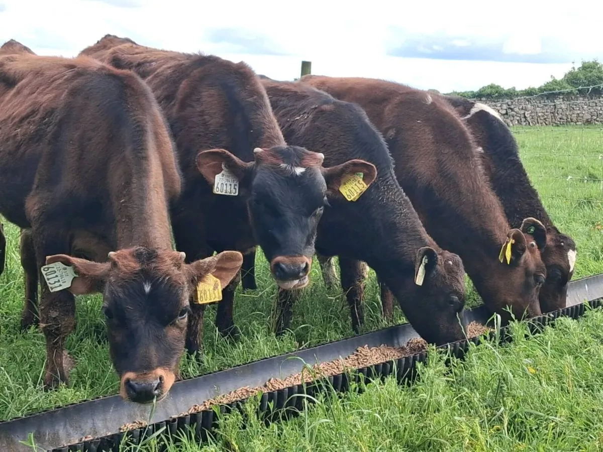 5 Reared Friesian Bulls-€1750 - Image 1