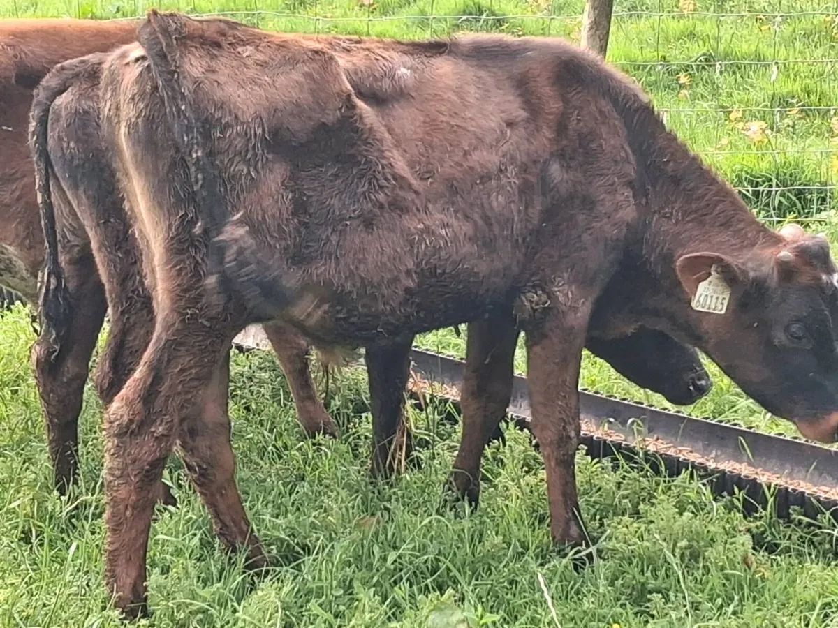5 Reared Friesian Bulls-€1750 - Image 2