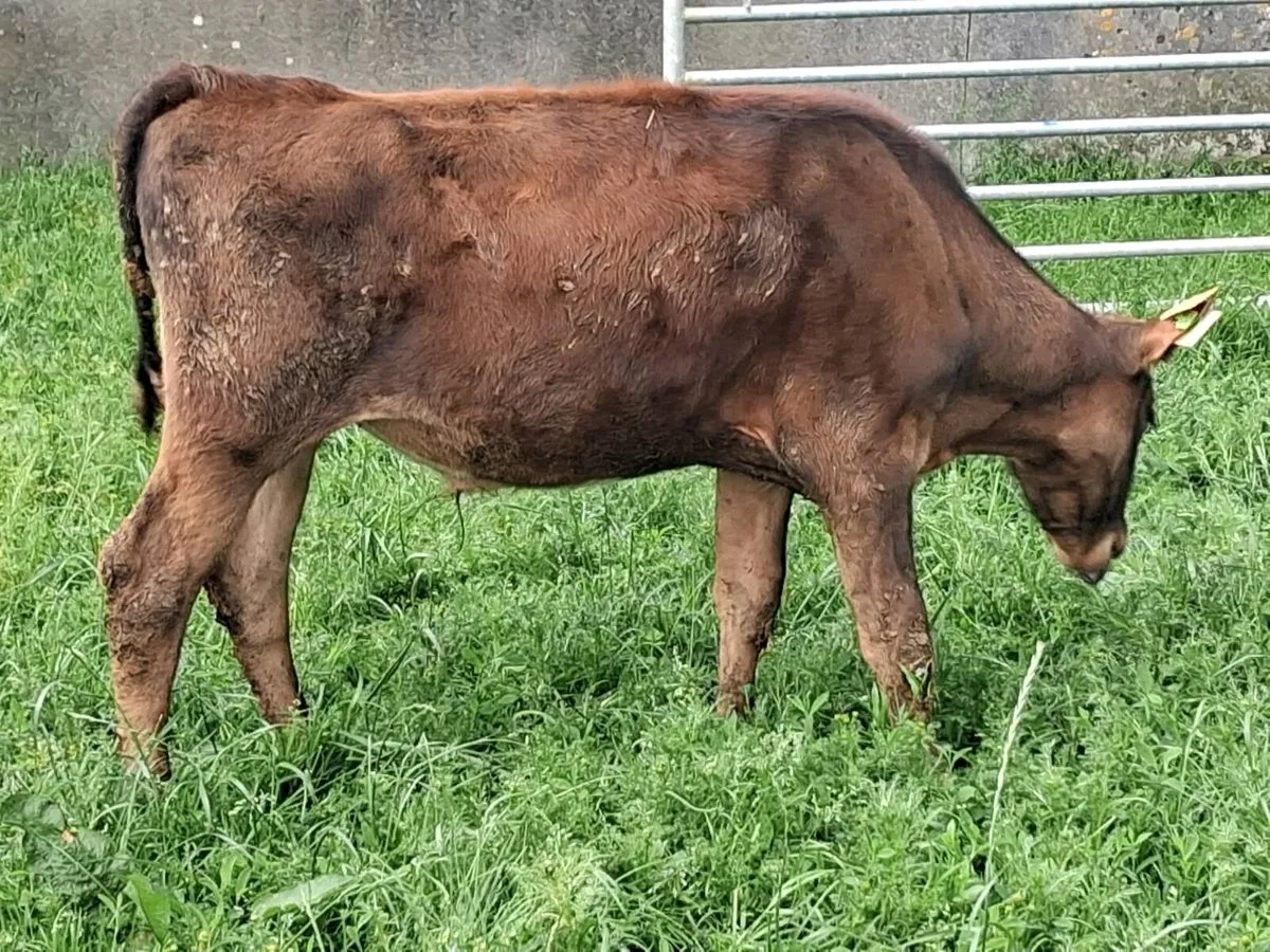 5 Reared Friesian Bulls-€1750 - Image 3