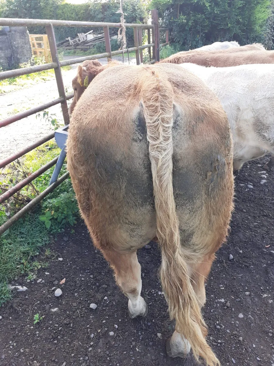 PB reg Charolais and Limousin Bulls - Image 2