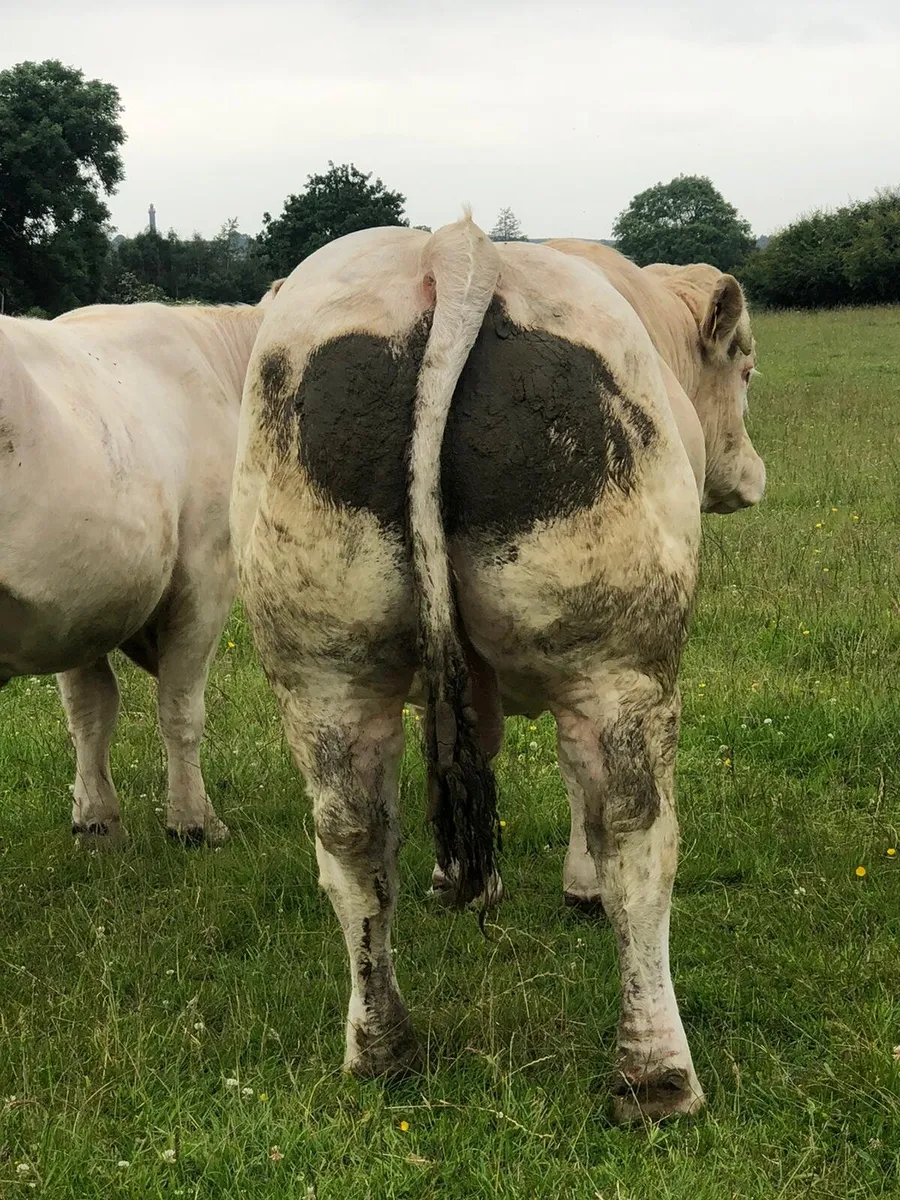PB reg Charolais and Limousin Bulls - Image 1
