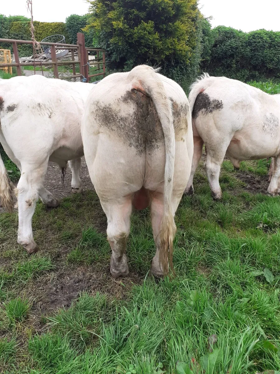 PB reg Charolais and Limousin Bulls - Image 3