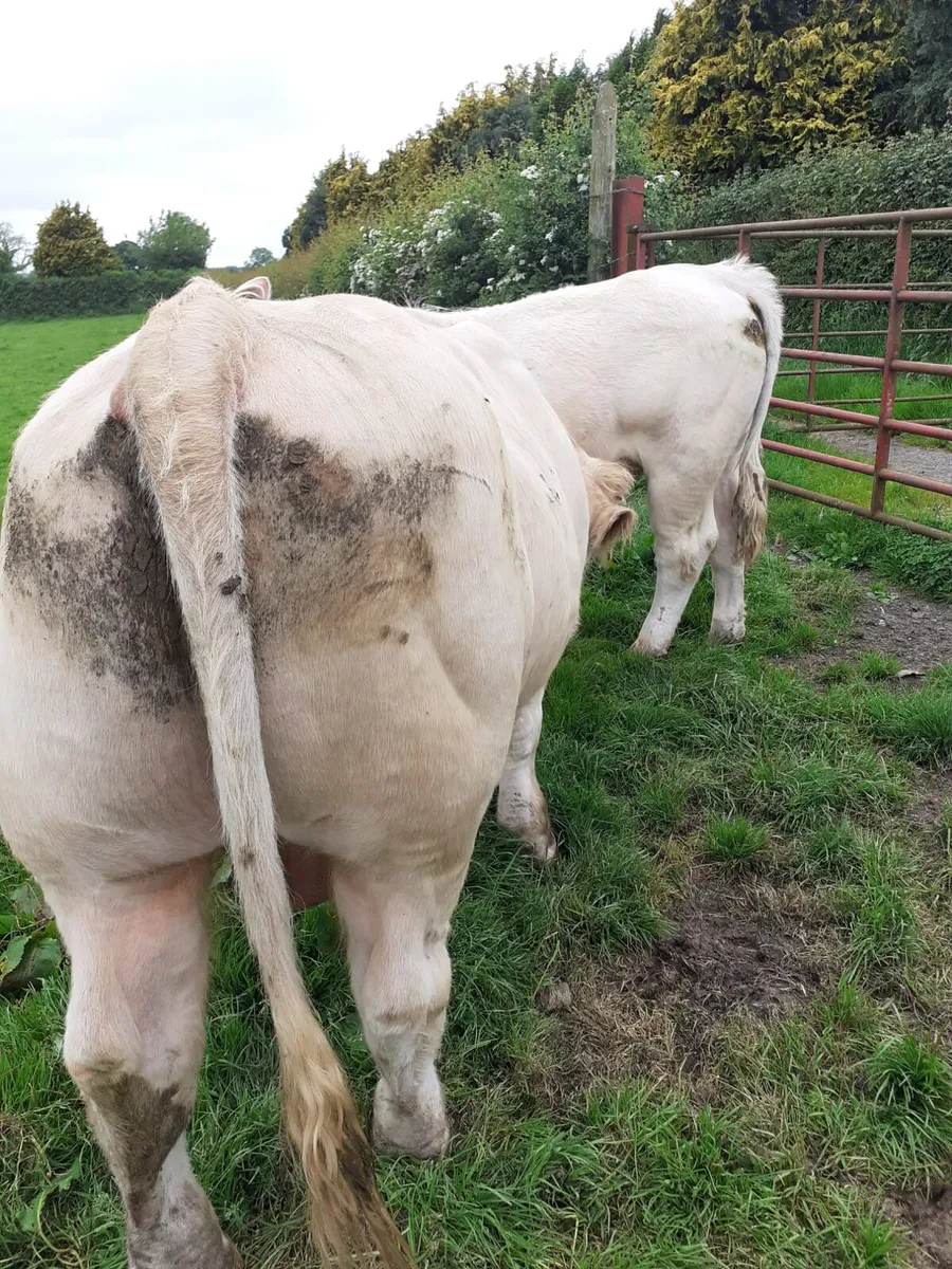 PB reg Charolais and Limousin Bulls - Image 4