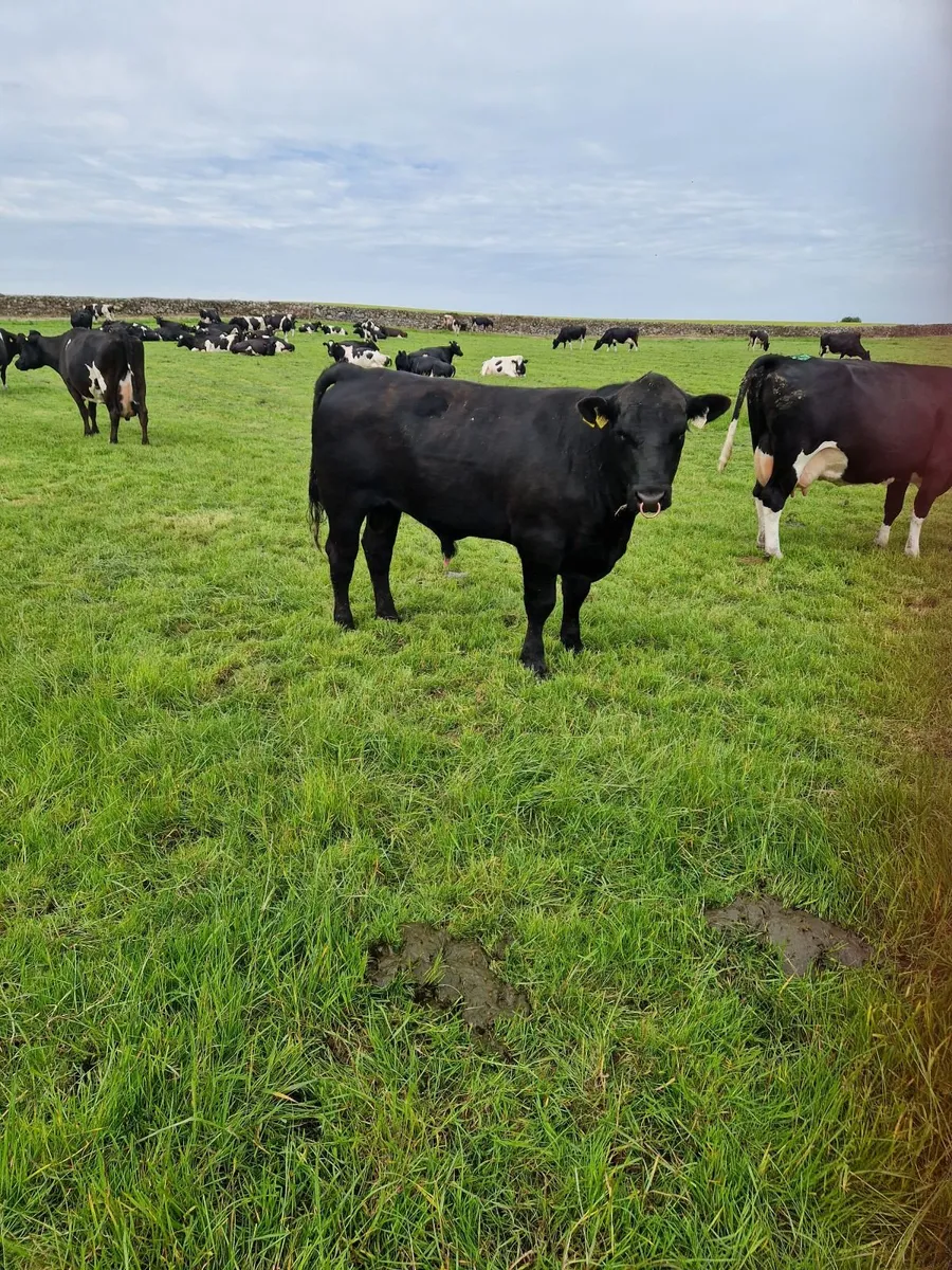 Livestock - Image 1