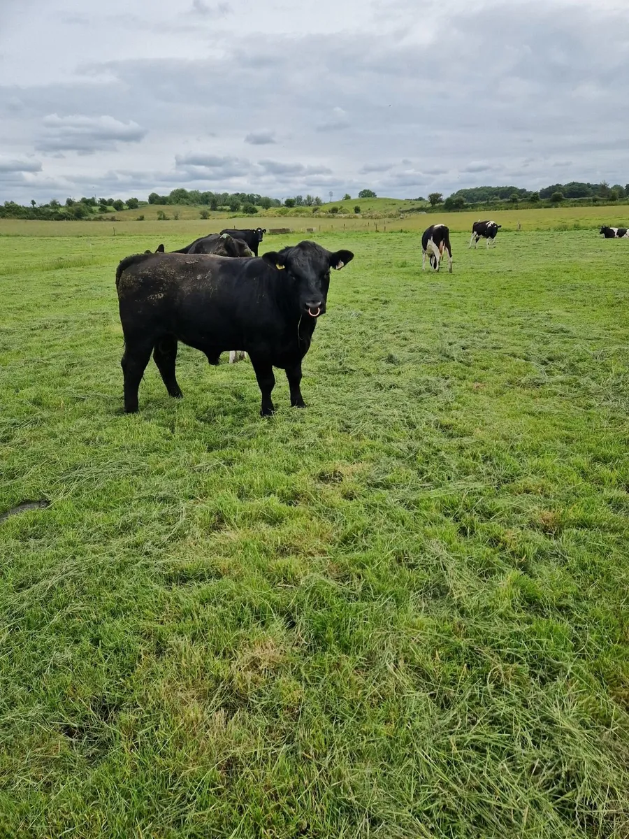 Livestock - Image 3