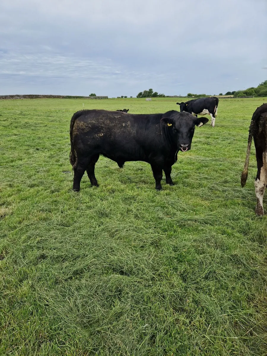 Livestock - Image 4