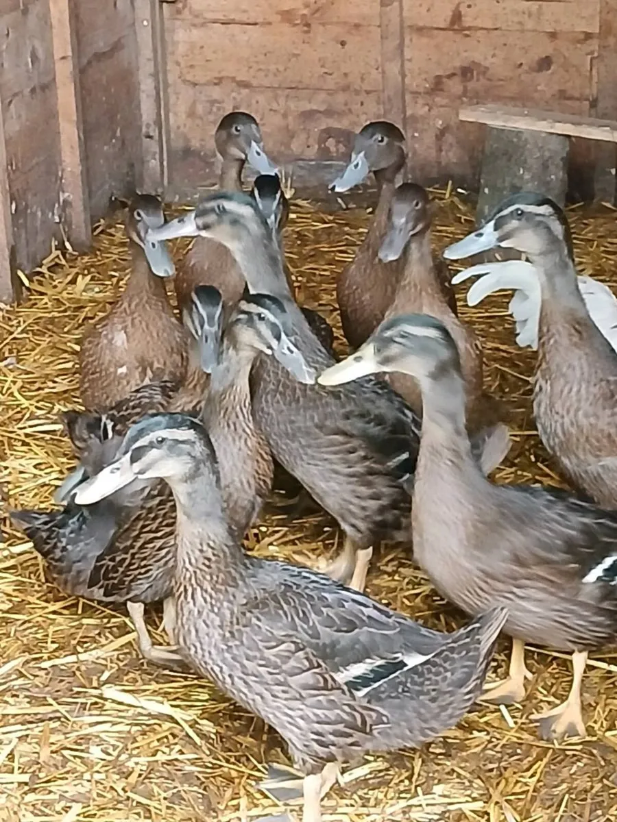Ducks..2 months old ...bantams - Image 1