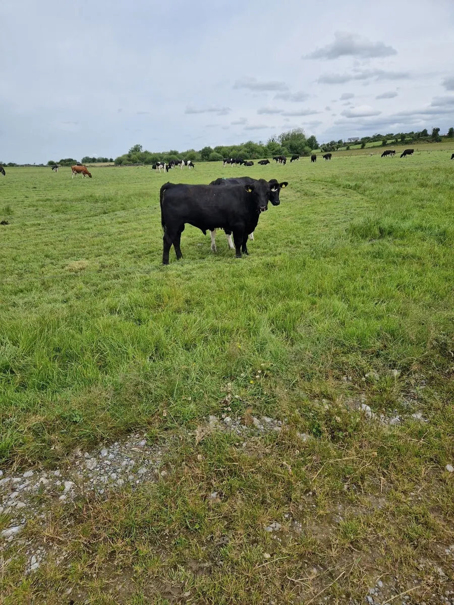 Livestock - Image 2