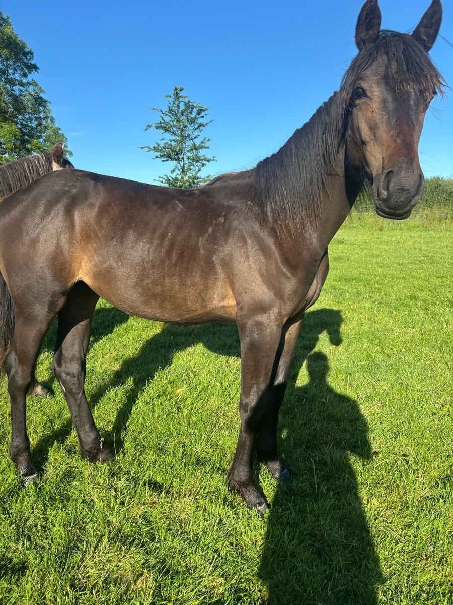 Conticco filly - Image 1