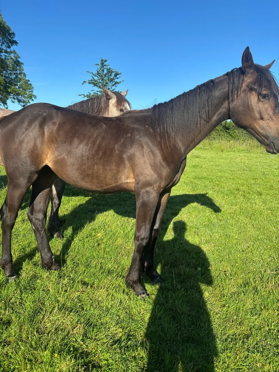 Conticco filly - Image 2