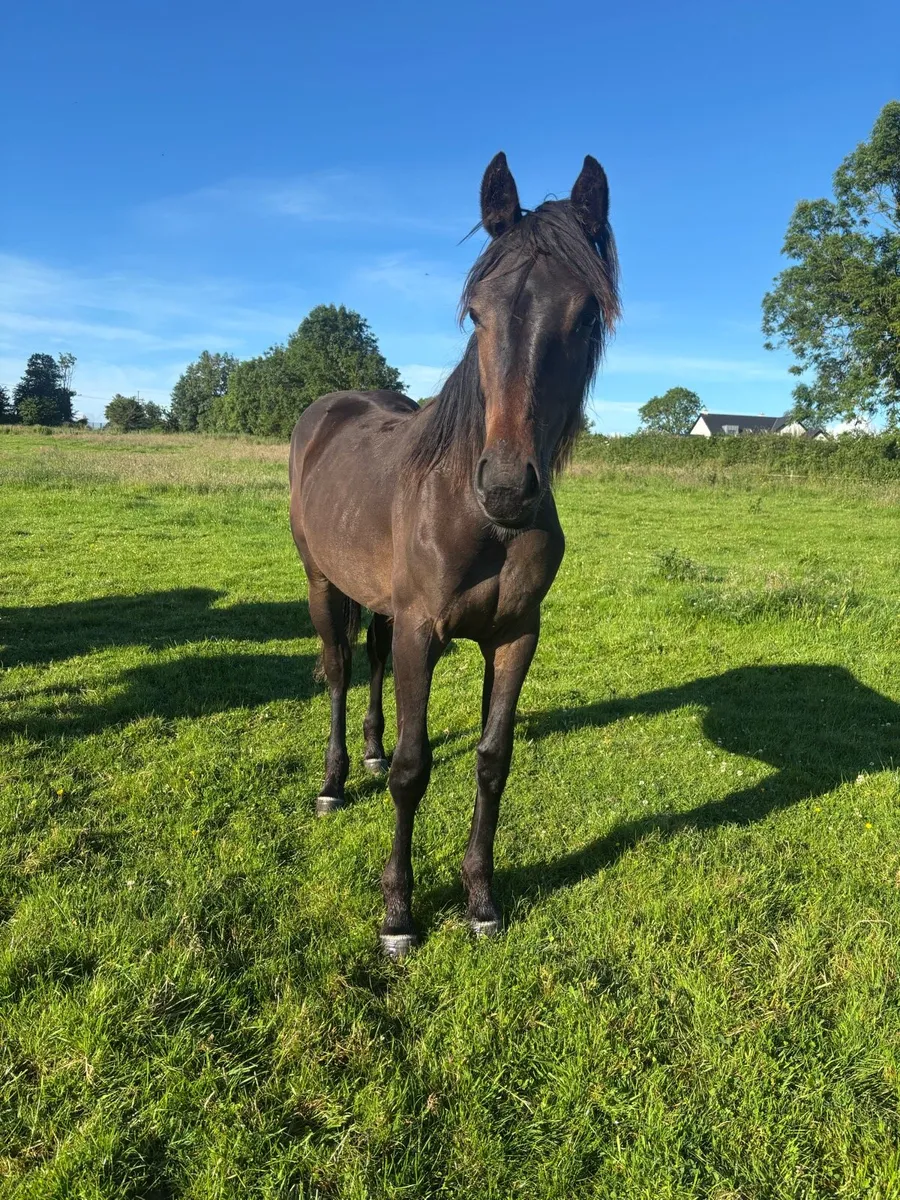 Conticco filly - Image 3