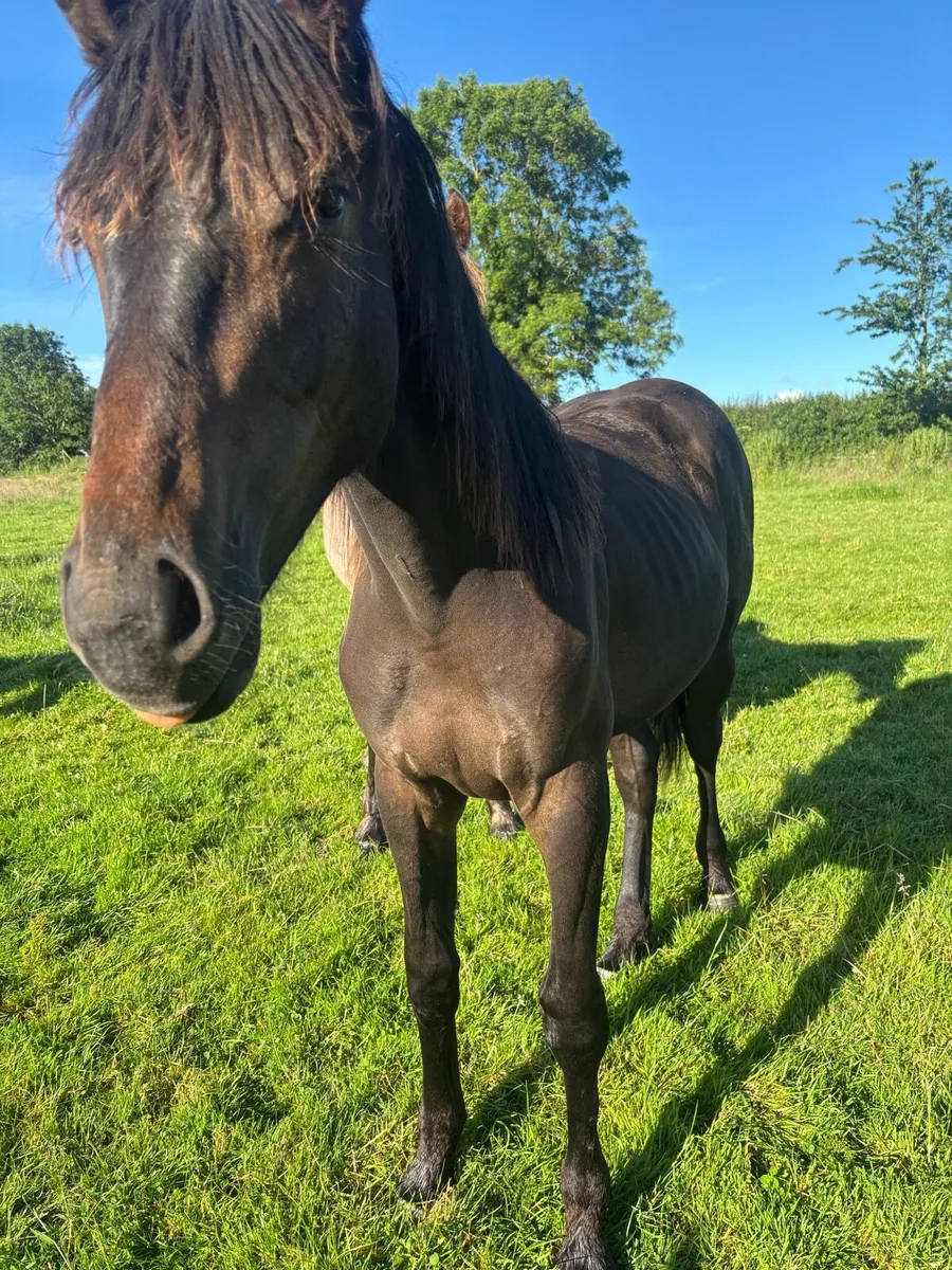Conticco filly - Image 4