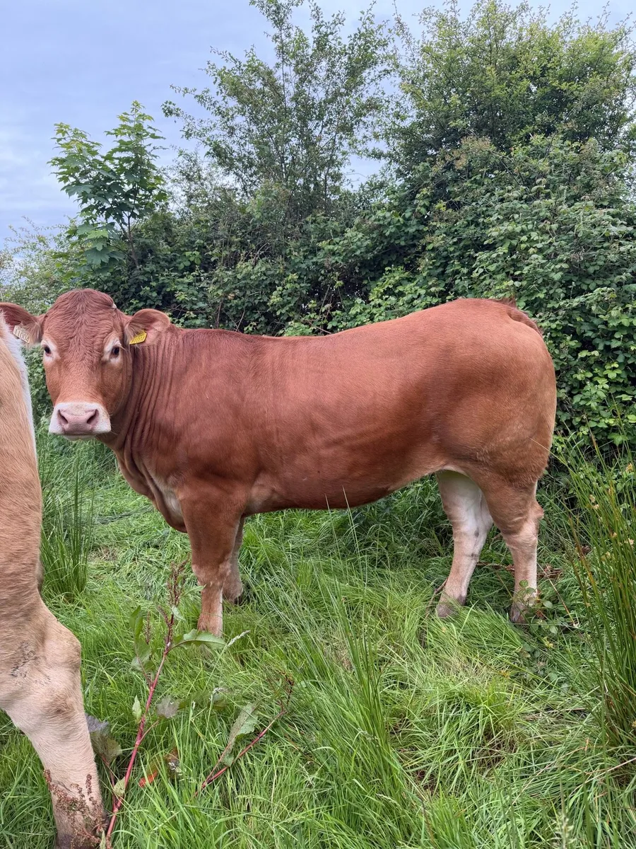 LM Heifer for sale - Image 1