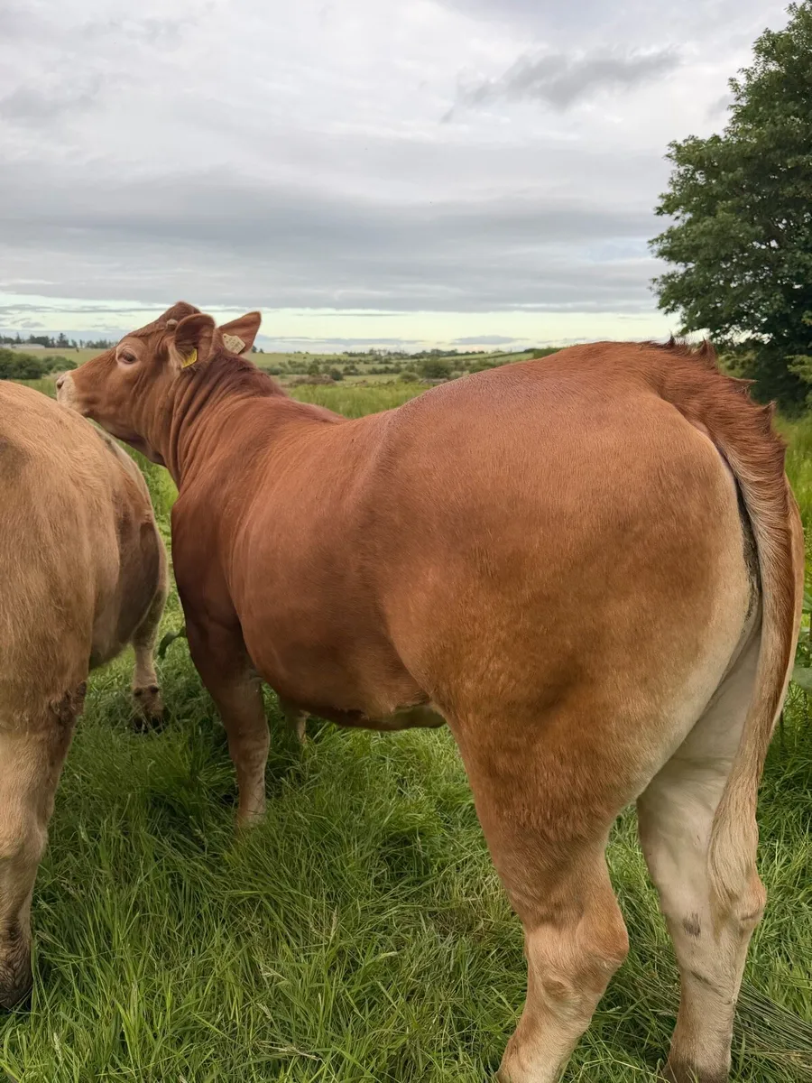 LM Heifer for sale - Image 2