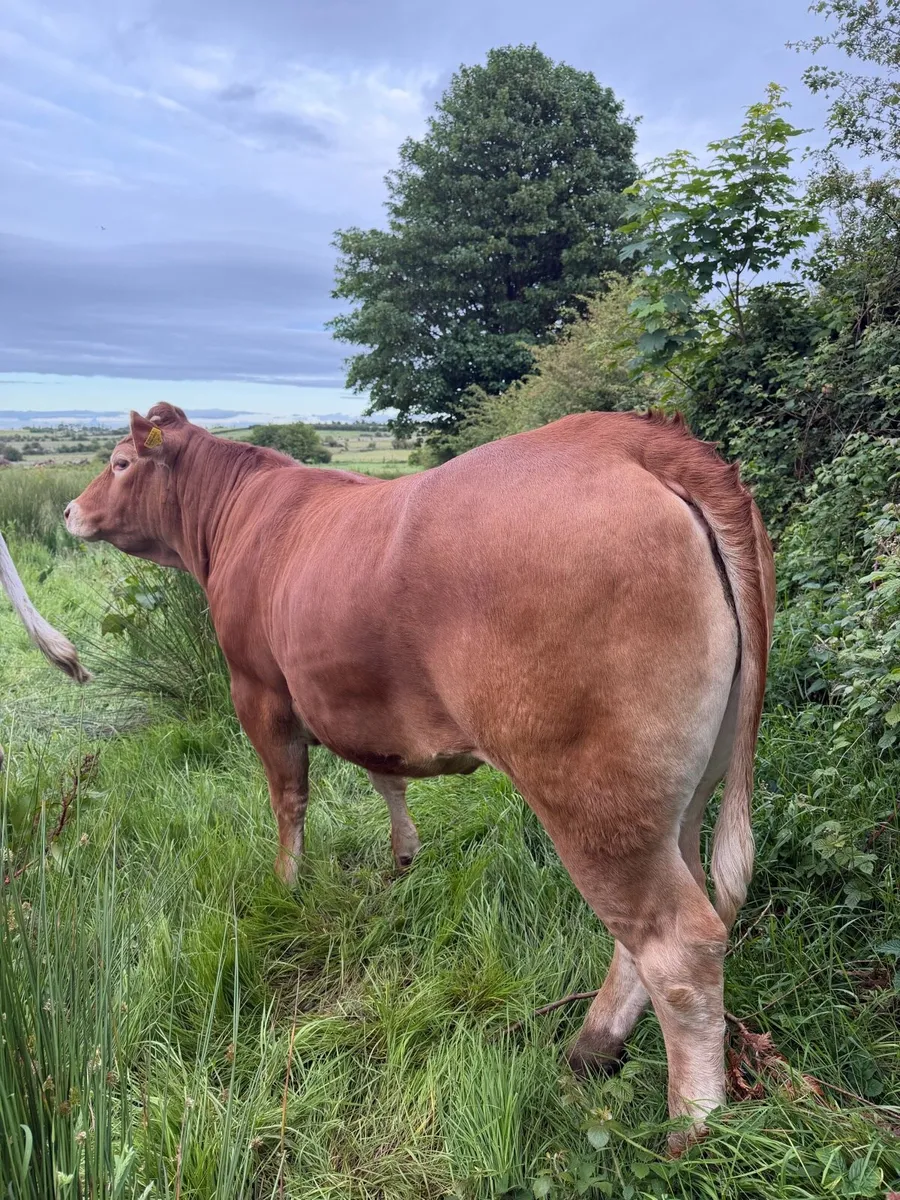 LM Heifer for sale - Image 3