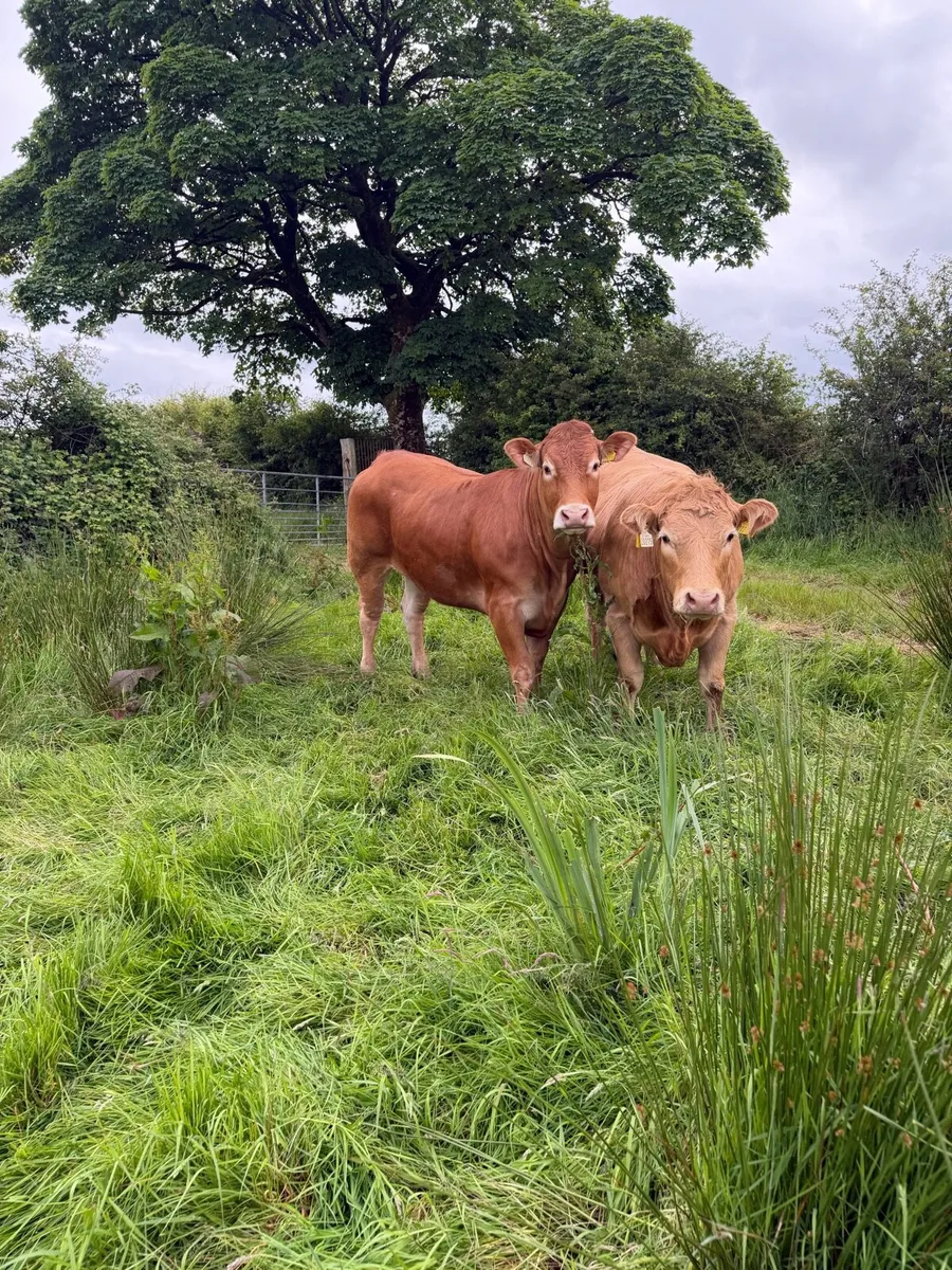 LM Heifer for sale - Image 4