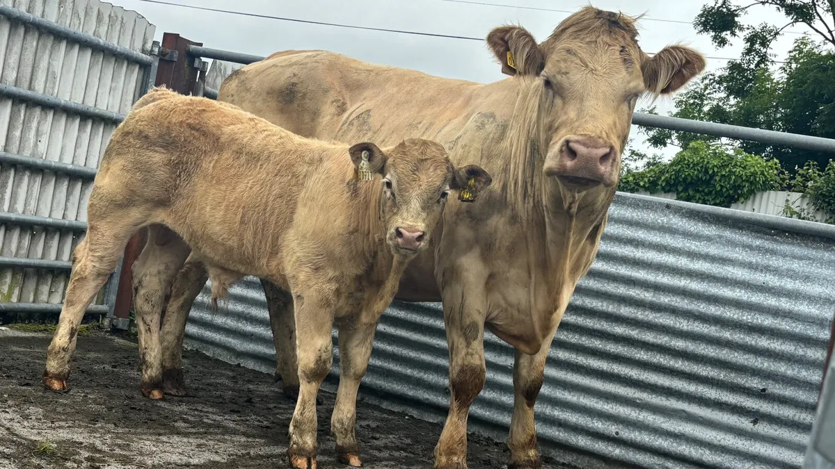⭐️ Super Quality Charolais Cow And Calf ⭐️ - Image 4