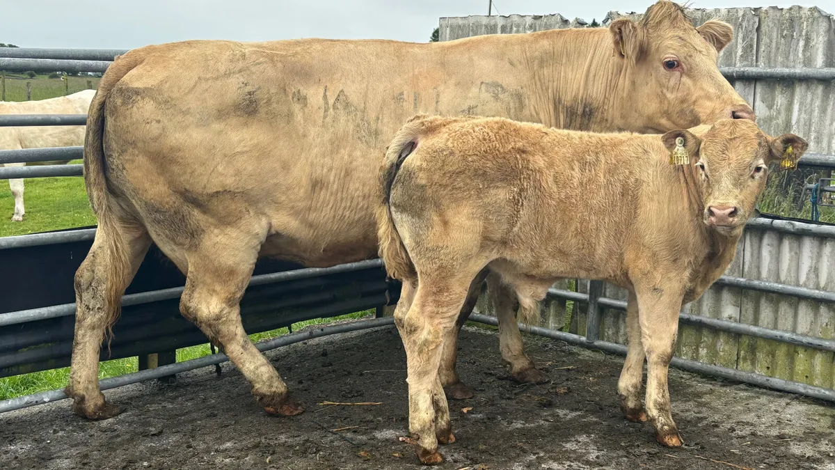 ⭐️ Super Quality Charolais Cow And Calf ⭐️ - Image 3