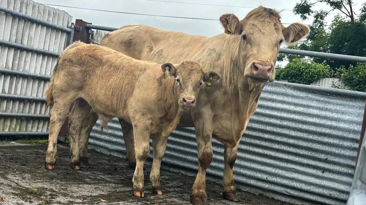 ⭐️ Super Quality Charolais Cow And Calf ⭐️ - Image 1