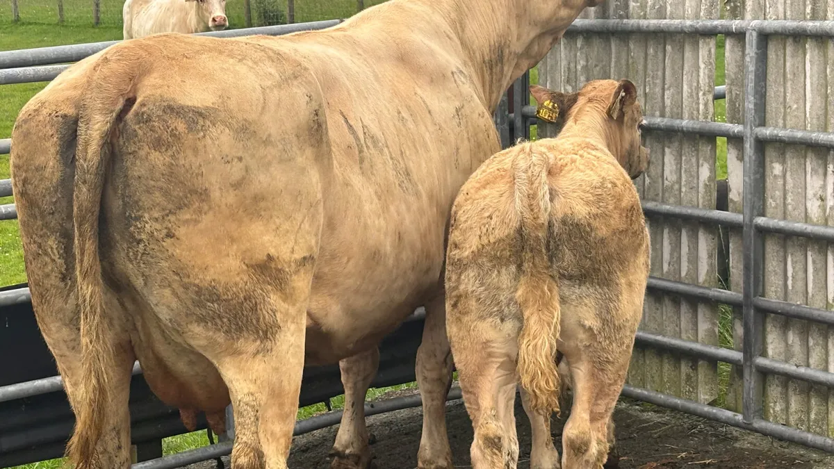 ⭐️ Super Quality Charolais Cow And Calf ⭐️ - Image 2