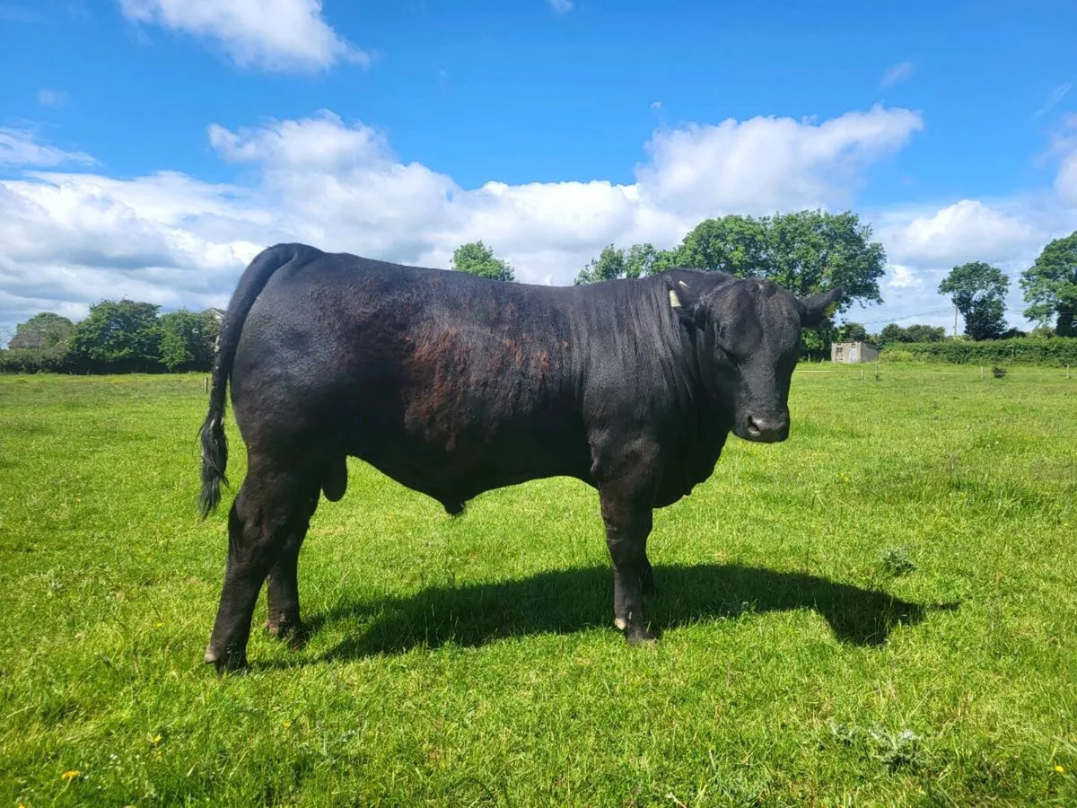 Bulls - Image 2