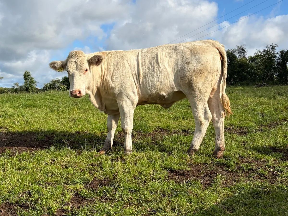 Pedigree Charolais heifer - Image 1