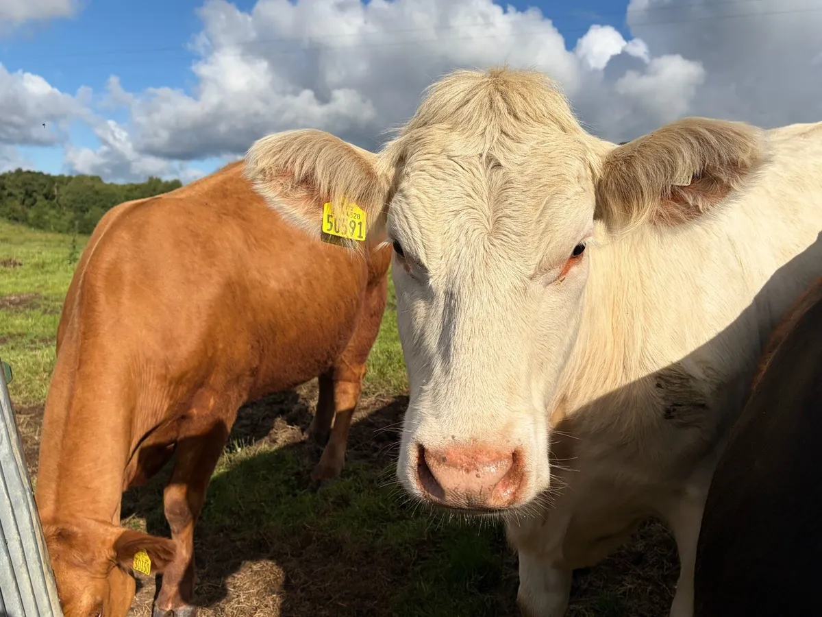 Pedigree Charolais heifer - Image 2