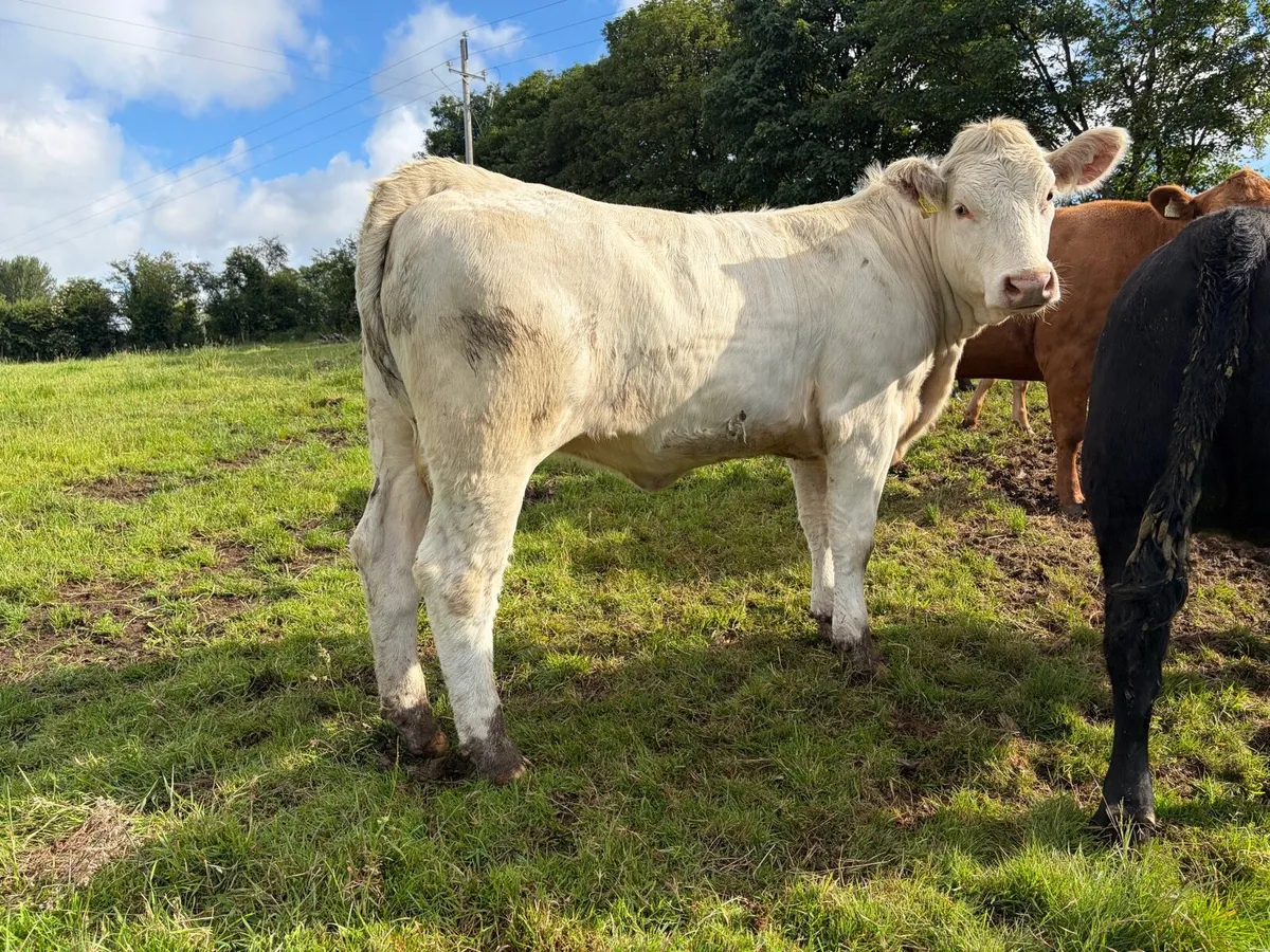 Pedigree Charolais heifer - Image 3