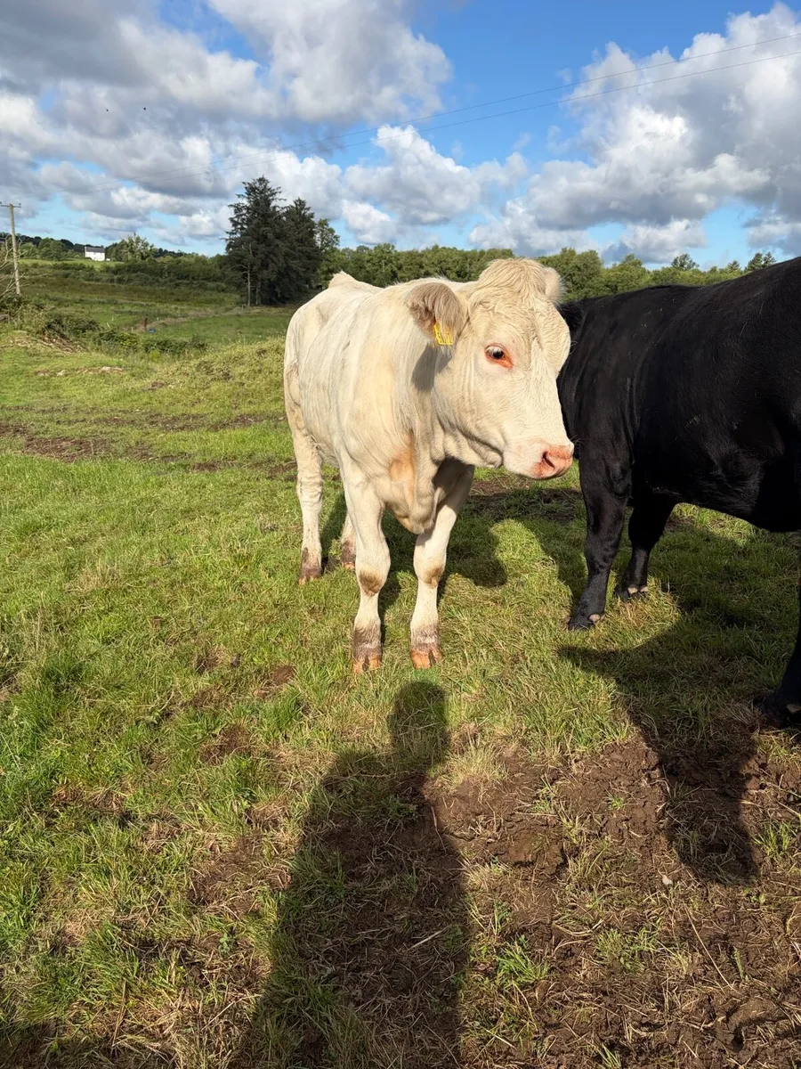 Pedigree Charolais heifer - Image 4
