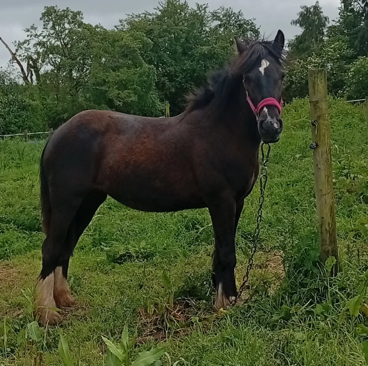 Heavy Cob filly - Image 1