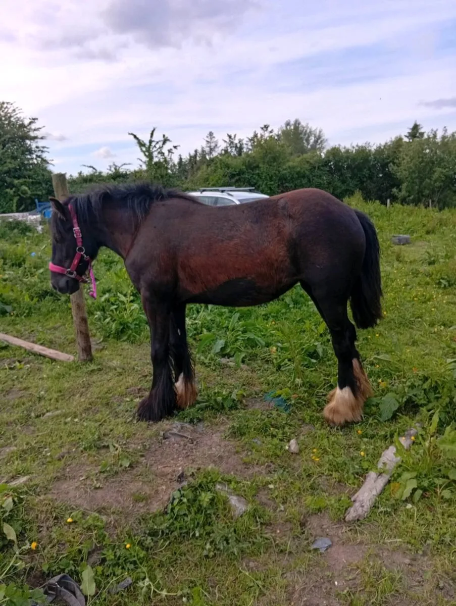 Heavy Cob filly - Image 2