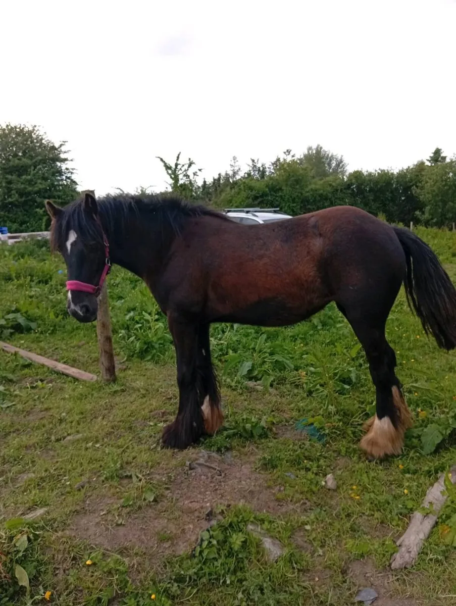 Heavy Cob filly - Image 3