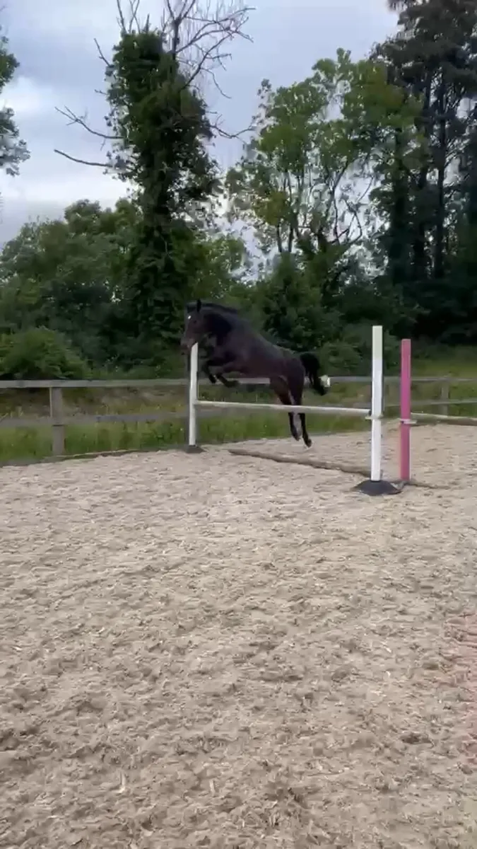 Tyson x Universeel 3 yr old - Image 3