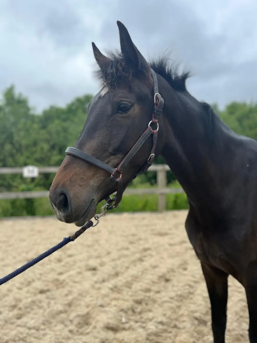 Tyson x Universeel 3 yr old - Image 1
