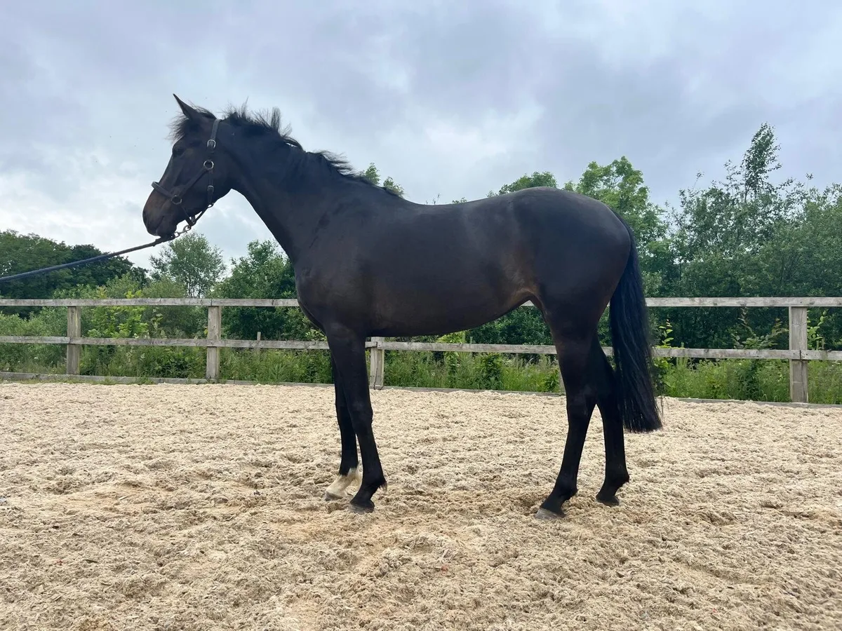 Tyson x Universeel 3 yr old - Image 2
