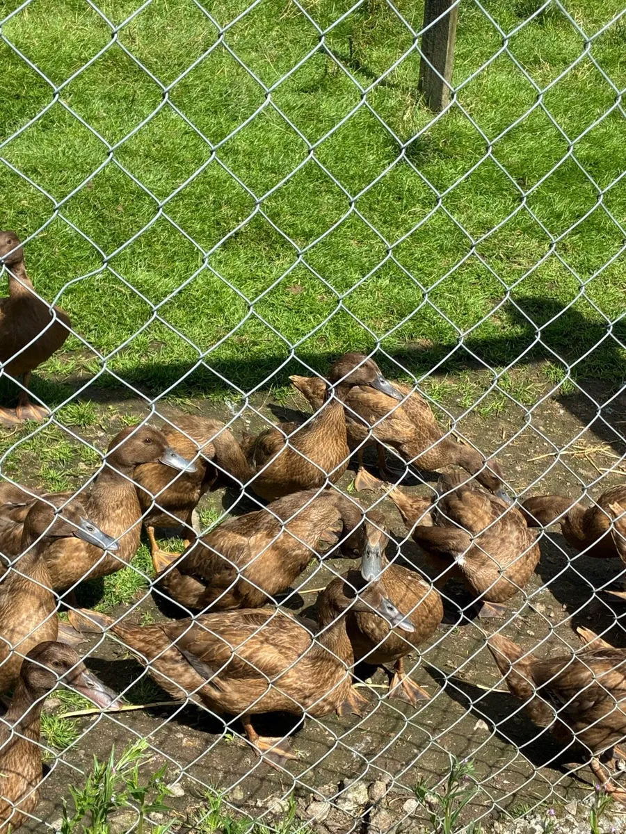 Khaki Campbell Ducks - Image 1
