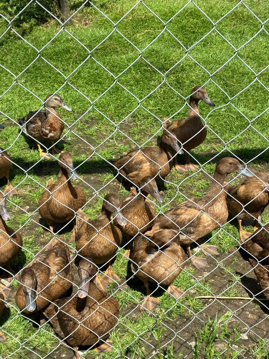 Khaki Campbell Ducks - Image 2