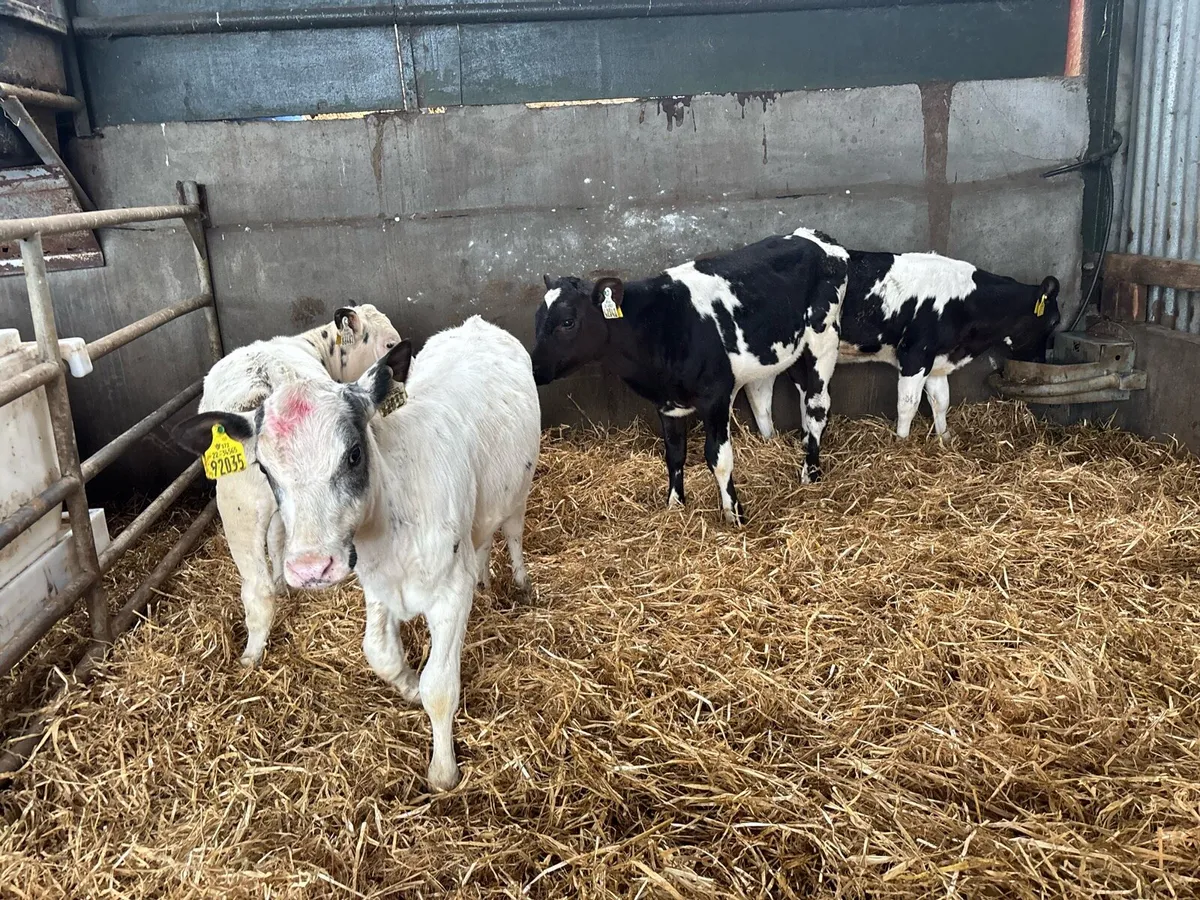 5 super Belgian blue weaned heifer’s - Image 1