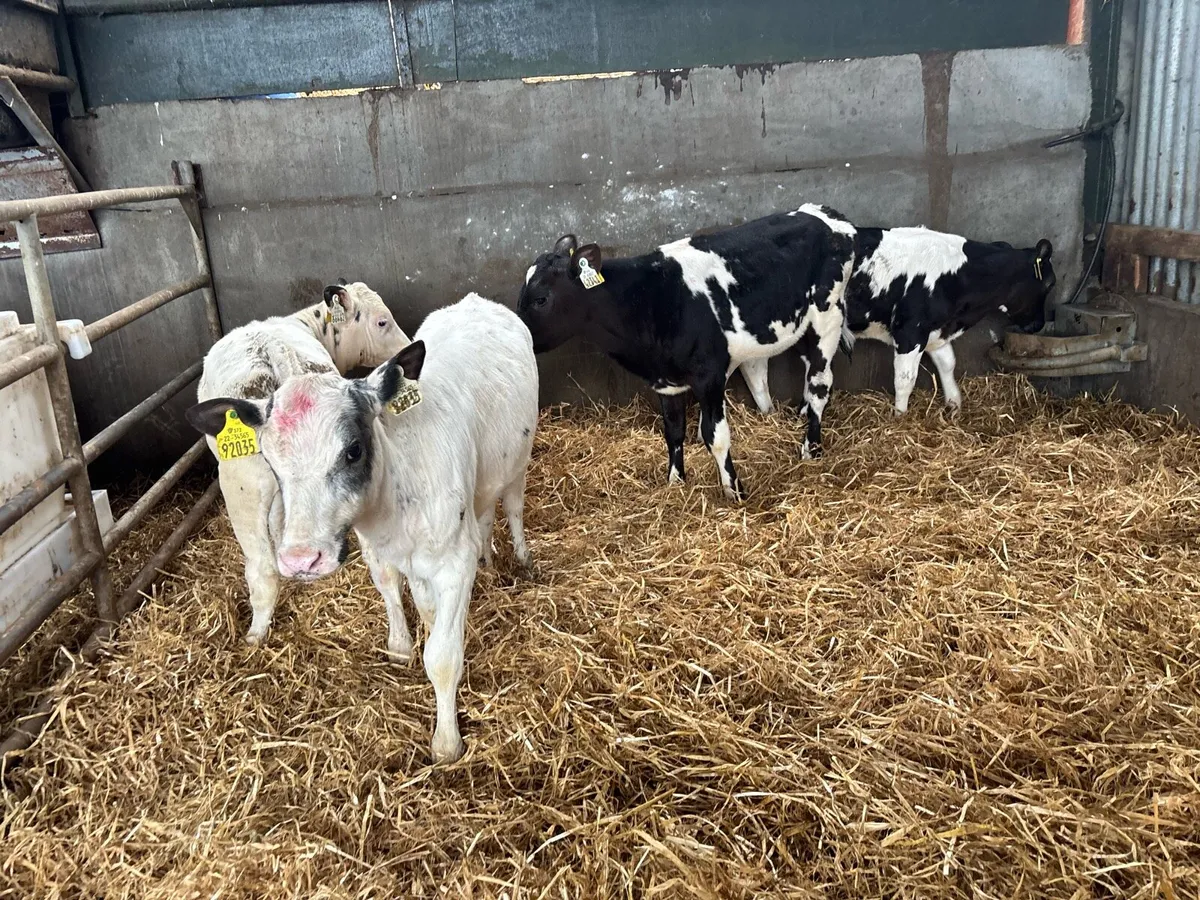 5 super Belgian blue weaned heifer’s - Image 2