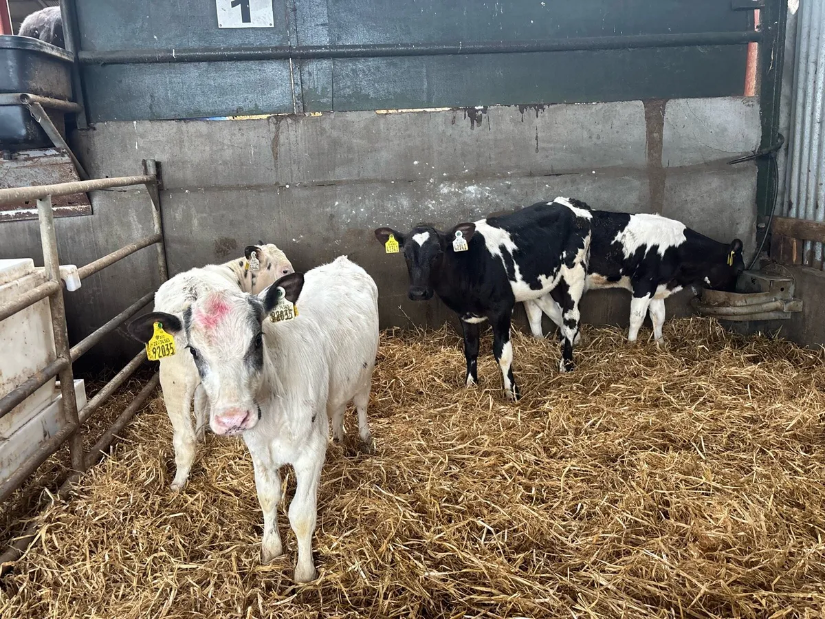 5 super Belgian blue weaned heifer’s - Image 3